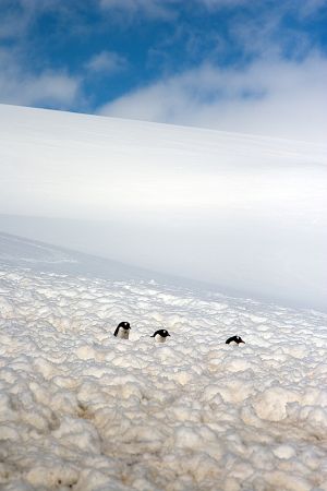 Neko Harbour, Antarctica 145.jpg